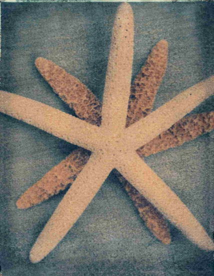 Still Life for Jahrriesnge starfish-lpf00176  Still Life Jahrriesnge  for starfish-lpf00176