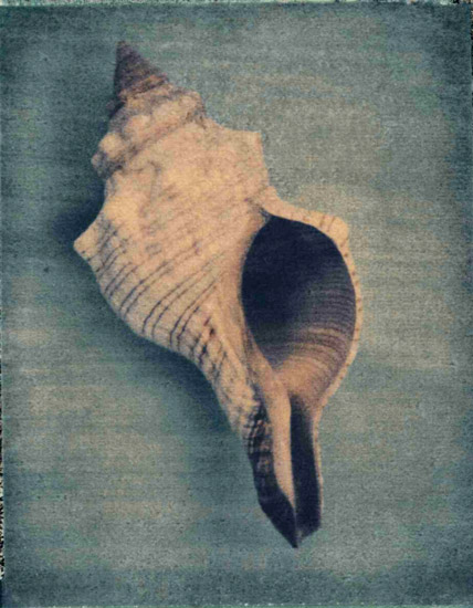 Still Life for Jahrriesnge conch-lpf00177 Still Life Jahrriesnge for conch-lpf00177