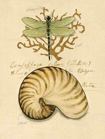 Still Life for Jahrriesnge dragonfly-lpf00195 Still Life Jahrriesnge for dragonfly-lpf00195