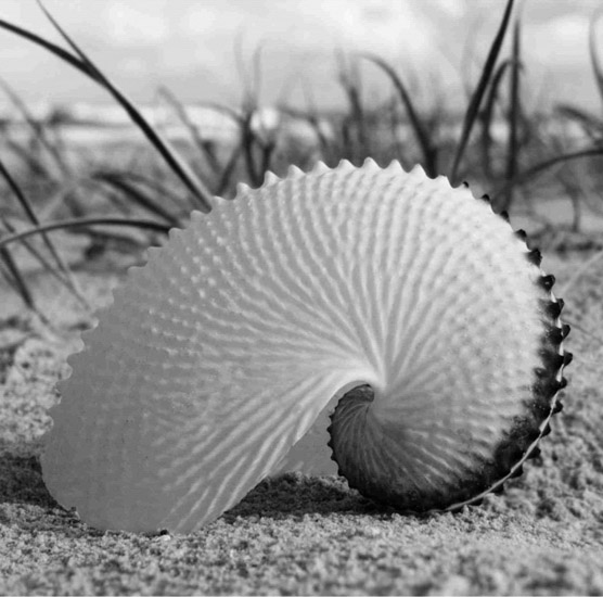 Still Life for Jahrriesnge untitle-lpf00202 Still Life Jahrriesnge for untitle-lpf00202