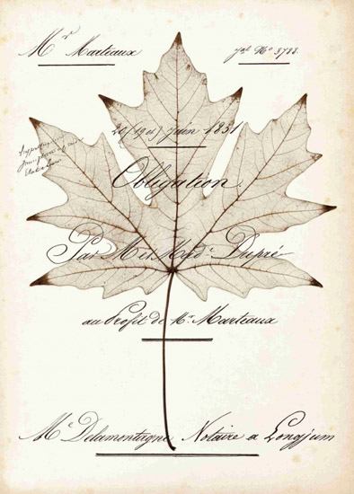 Still Life for Jahrriesnge leaf-lpf00490 Still Life Jahrriesnge for leaf-lpf00490