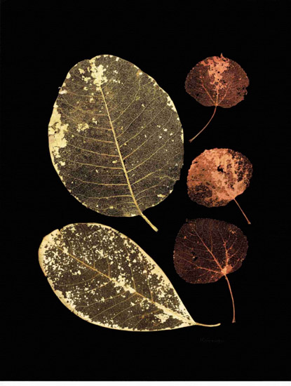 Still Life for Jahrriesnge leaf-lpf00499 Still Life Jahrriesnge for leaf-lpf00499