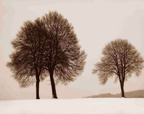 Landscape for Jahrriesnge trees-lpf00760  Landscape Jahrriesnge  for trees-lpf00760