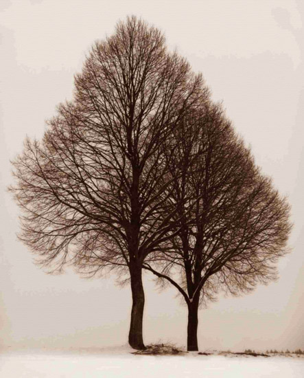 Landscape for Jahrriesnge trees-lpf00761 Landscape Jahrriesnge for trees-lpf00761