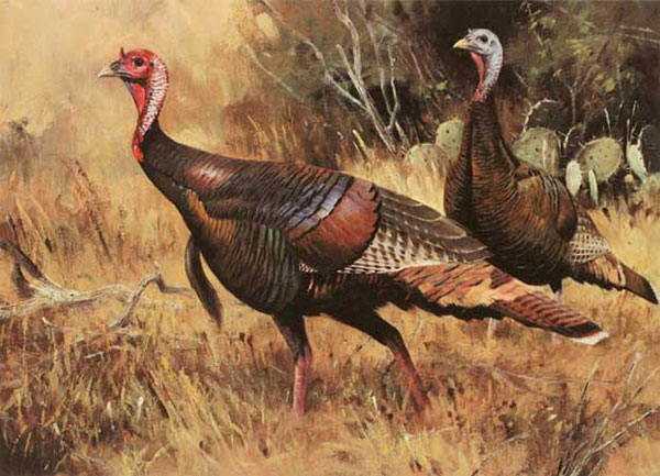 Animals for Jahrriesnge Spit-chicken-lpf02527  Animals Jahrriesnge  for Spit-chicken-lpf02527