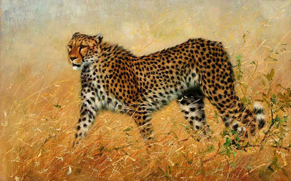 Animals for Jahrriesnge leopard-lpf02538  Animals Jahrriesnge  for leopard-lpf02538