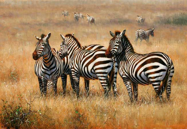 Animals for Jahrriesnge African-Zebra-lpf02545  Animals Jahrriesnge  for African-Zebra-lpf02545