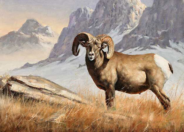 Animals for Jahrriesnge bighorn-sheep-lpf02546  Animals Jahrriesnge  for bighorn-sheep-lpf02546