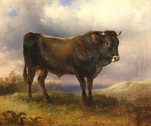 Animals for Jahrriesnge Angus-cattle-lpf02596  Animals Jahrriesnge  for Angus-cattle-lpf02596