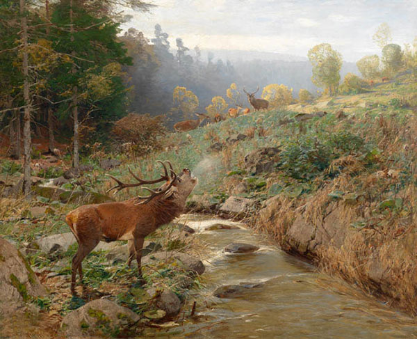 Animals for Jahrriesnge red-deer-lpf02654  Animals Jahrriesnge  for red-deer-lpf02654