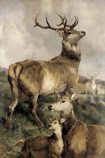 Animals for Jahrriesnge mammals-lpf02656  Animals Jahrriesnge  for mammals-lpf02656