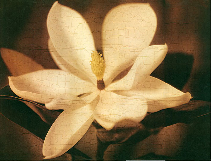 Floral for Jahrriesnge flowers lpf04408  Floral Jahrriesnge  for flowers lpf04408