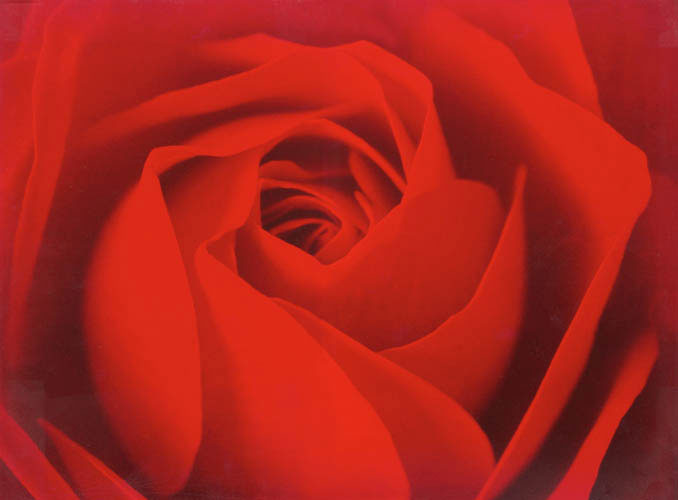 Floral for JAHRRIESNGE flowers lpf04420 Floral JAHRRIESNGE for flowers lpf04420