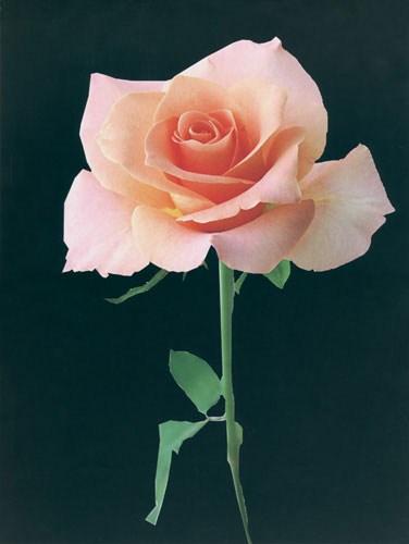 Floral for JAHRRIESNGE flower lpf04566 Floral JAHRRIESNGE for flower lpf04566