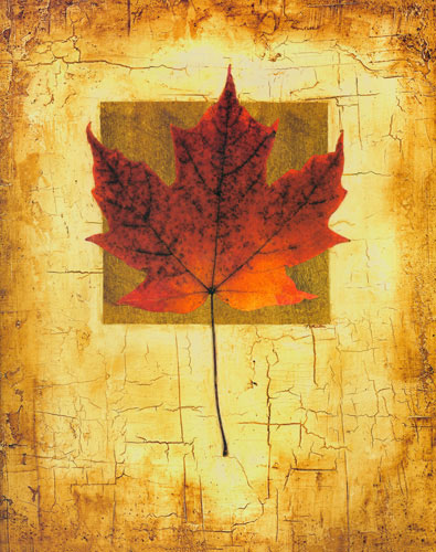 Floral for JAHRRIESNGE leaf lpf04632  Floral JAHRRIESNGE  for leaf lpf04632