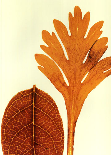 Floral for JAHRRIESNGE leaves lpf04761 Floral JAHRRIESNGE for leaves lpf04761