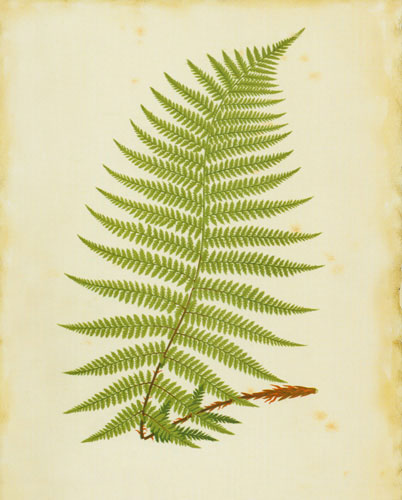 Floral for JAHRRIESNGE leaf lpf04775 Floral JAHRRIESNGE for leaf lpf04775