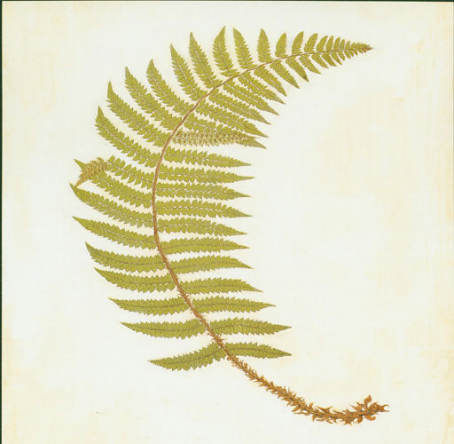 Floral for JAHRRIESNGE leaf lpf04777 Floral JAHRRIESNGE for leaf lpf04777