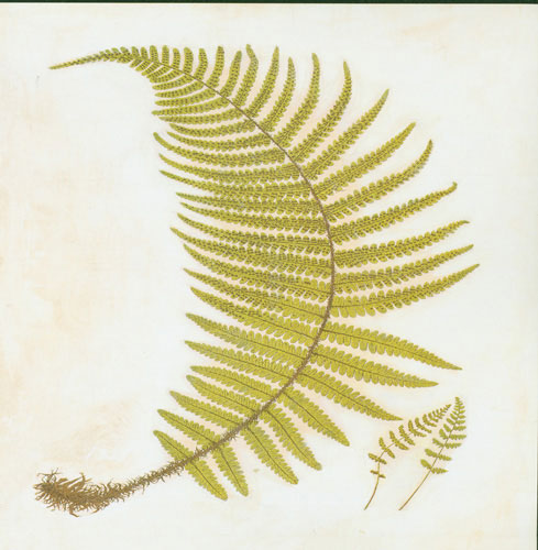 Floral for JAHRRIESNGE leaf lpf04778 Floral JAHRRIESNGE for leaf lpf04778