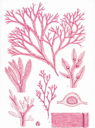 Floral for JAHRRIESNGE flowers lpf04835 Floral JAHRRIESNGE for flowers lpf04835