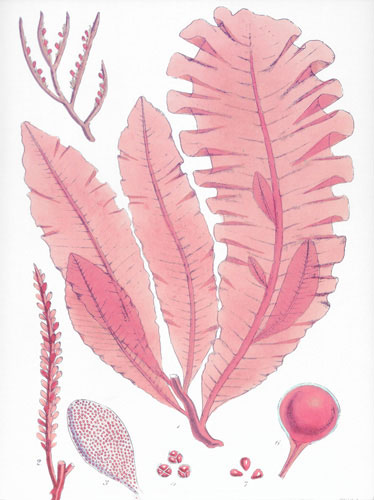 Floral for JAHRRIESNGE flowers lpf04838 Floral JAHRRIESNGE for flowers lpf04838