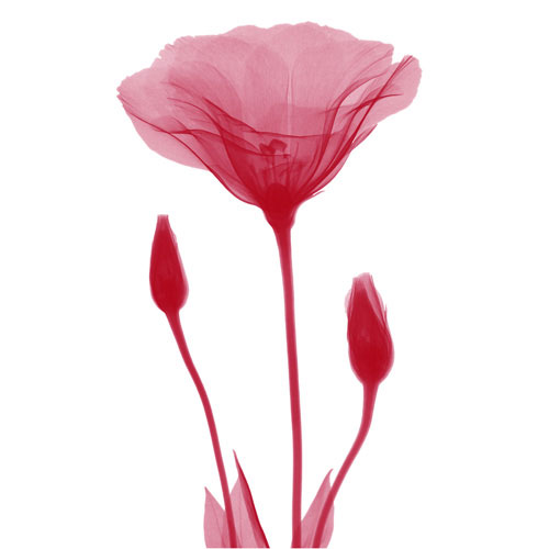 Floral for JAHRRIESNGE flowers lpf04849 Floral JAHRRIESNGE for flowers lpf04849