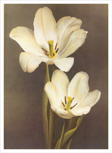 Floral for JAHRRIESNGE flowers lpf04851 Floral JAHRRIESNGE for flowers lpf04851