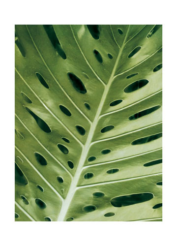 Floral for JAHRRIESNGE leaf lpf04866  Floral JAHRRIESNGE  for leaf lpf04866