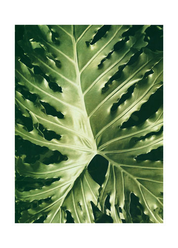 Floral for JAHRRIESNGE leaf lpf04867 Floral JAHRRIESNGE for leaf lpf04867