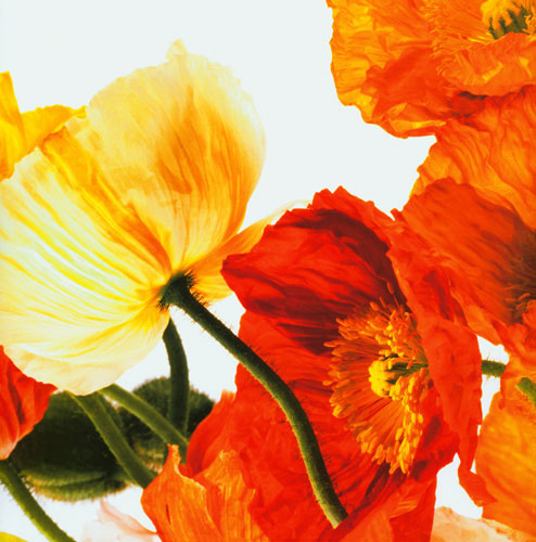 Floral for JAHRRIESNGE flowers lpf04989 Floral JAHRRIESNGE for flowers lpf04989