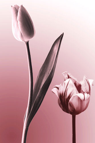 Floral for JAHRRIESNGE flowers lpf05088  Floral JAHRRIESNGE  for flowers lpf05088