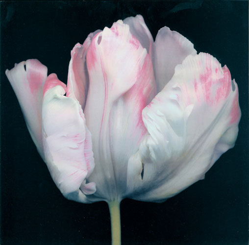 Floral JAHRRIESNGE  for flowers lpf05421 