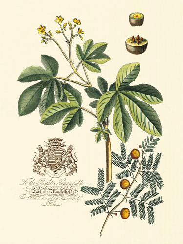 Floral for JAHRRIESNGE flowers-lpf06644 Floral JAHRRIESNGE for flowers-lpf06644