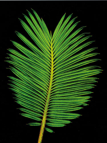 Floral for JAHRRIESNGE flowers-lpf06751  Floral JAHRRIESNGE  for flowers-lpf06751