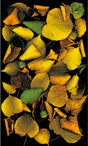 Floral for JAHRRIESNGE flowers-lpf06752  Floral JAHRRIESNGE  for flowers-lpf06752