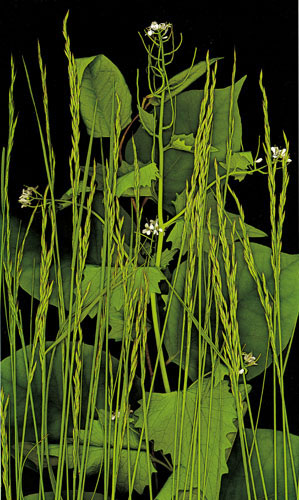 Floral for JAHRRIESNGE flowers-lpf06753  Floral JAHRRIESNGE  for flowers-lpf06753