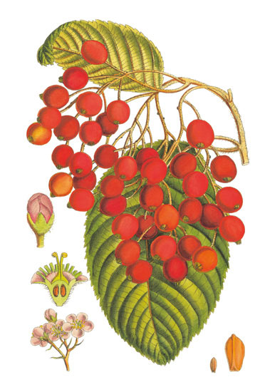 Floral for Jahrriesnge flowers-lpf06764  Floral Jahrriesnge  for flowers-lpf06764