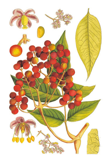 Floral for JAHRRIESNGE flowers-lpf06766  Floral JAHRRIESNGE  for flowers-lpf06766