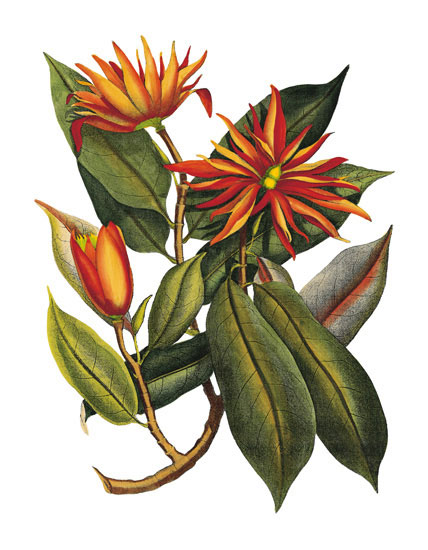 Floral for JAHRRIESNGE flowers-lpf06778  Floral JAHRRIESNGE  for flowers-lpf06778