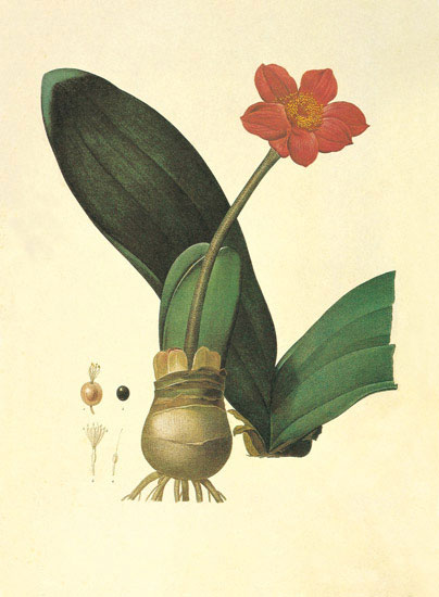 Floral for Jahrriesnge flowers-lpf06854  Floral Jahrriesnge  for flowers-lpf06854