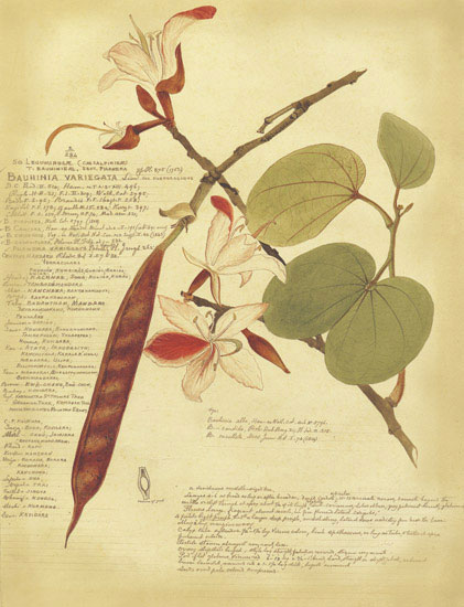 Floral JAHRRIESNGE  for flowers-lpf06856 