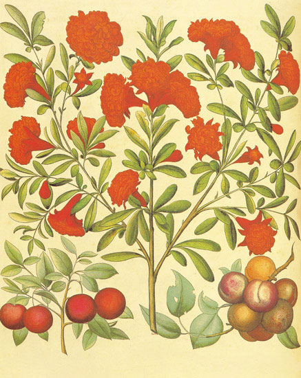 Floral JAHRRIESNGE  for flowers-lpf06862 