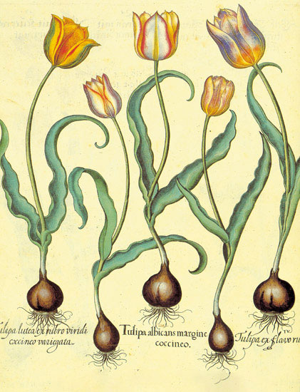 Floral for JAHRRIESNGE flowers-lpf06877  Floral JAHRRIESNGE  for flowers-lpf06877