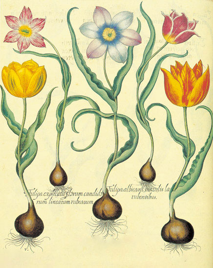 Floral for JAHRRIESNGE flowers-lpf06878  Floral JAHRRIESNGE  for flowers-lpf06878