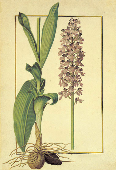 Floral for JAHRRIESNGE flowers-lpf06879  Floral JAHRRIESNGE  for flowers-lpf06879