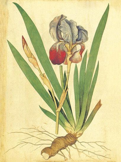 Floral for JAHRRIESNGE flowers-lpf06881  Floral JAHRRIESNGE  for flowers-lpf06881