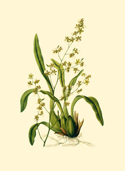 Floral for JAHRRIESNGE flowers-lpf06882  Floral JAHRRIESNGE  for flowers-lpf06882