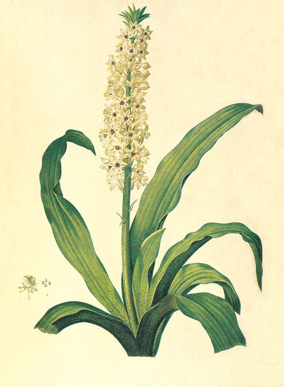 Floral for JAHRRIESNGE flowers-lpf06883  Floral JAHRRIESNGE  for flowers-lpf06883