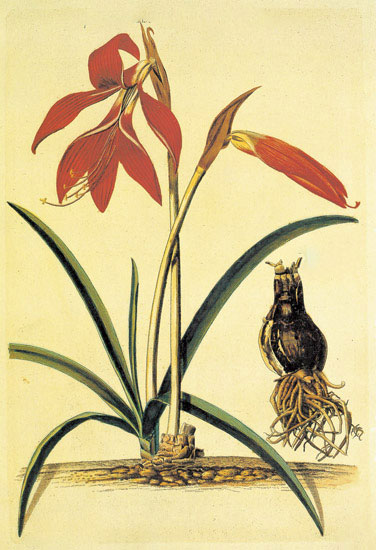 Floral for JAHRRIESNGE flowers-lpf06886  Floral JAHRRIESNGE  for flowers-lpf06886