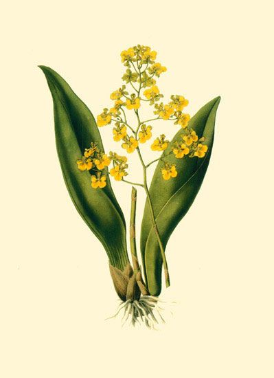 Floral for JAHRRIESNGE flowers-lpf06890  Floral JAHRRIESNGE  for flowers-lpf06890